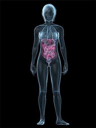 digestion female - 3d rendered illustration of a transparent female body with highlighted digestive system Foto de stock - Super Valor sin royalties y Suscripción, Código: 400-04604521
