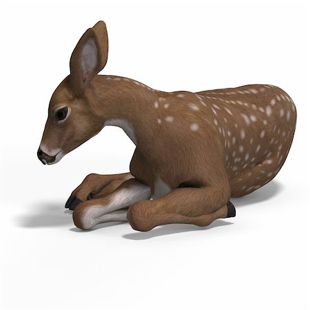 silvan - young doe or fawn With Clipping Path and shadow Stock Photo - Budget Royalty-Free & Subscription, Code: 400-04604653