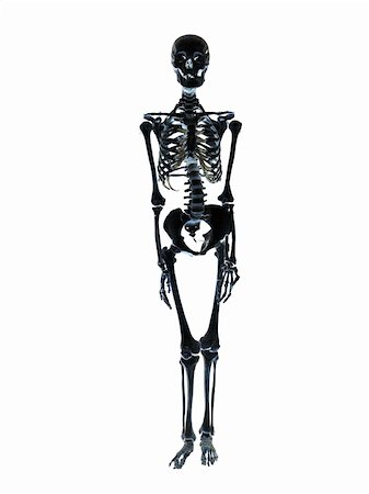 Black skeleton towards white background Stock Photo - Budget Royalty-Free & Subscription, Code: 400-04604741