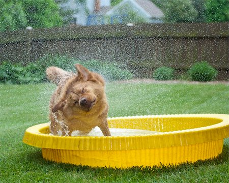 pet washing - Dog in kid's pool shaking out water Stock Photo - Budget Royalty-Free & Subscription, Code: 400-04604913