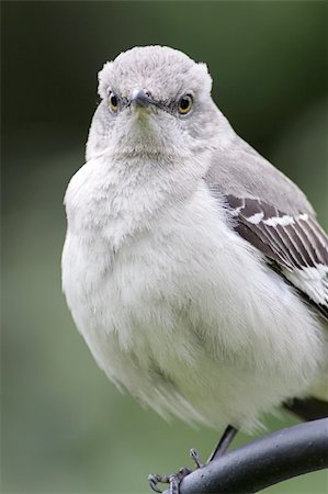 Northern Mockingbird (Mimus polyglottos) on perch in spring Stock Photo - Budget Royalty-Free & Subscription, Code: 400-04604929