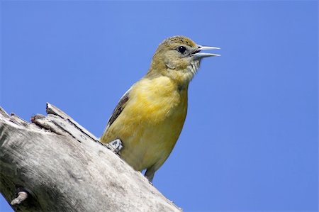 Baltimore Oriole (Icterus galbula) on a tree stump with a blue sky background Foto de stock - Super Valor sin royalties y Suscripción, Código: 400-04604931