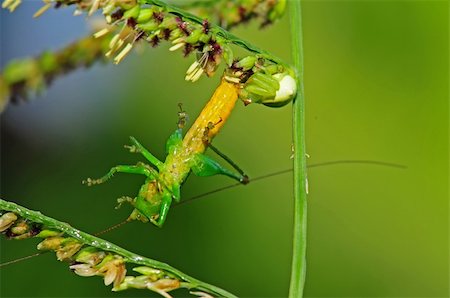 crab spider eating a grasshopper Stock Photo - Budget Royalty-Free & Subscription, Code: 400-04604964