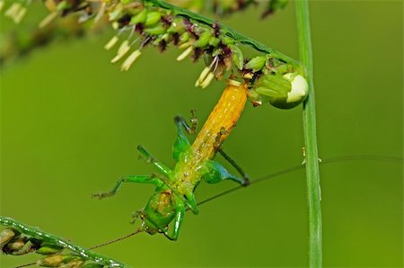 crab spider eating a grasshopper Stock Photo - Budget Royalty-Free & Subscription, Code: 400-04604965