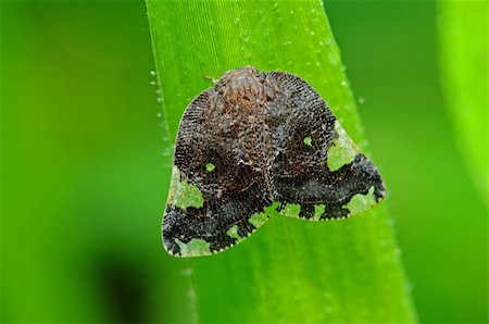 small black insect in the parks Stock Photo - Budget Royalty-Free & Subscription, Code: 400-04604966