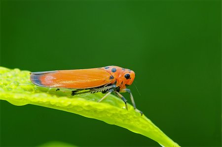 orange insect in the parks Stock Photo - Budget Royalty-Free & Subscription, Code: 400-04604967
