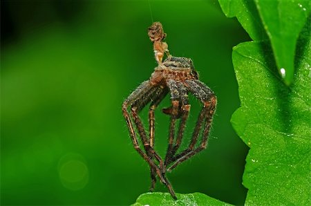 dried spider skin in the parks Stock Photo - Budget Royalty-Free & Subscription, Code: 400-04604968