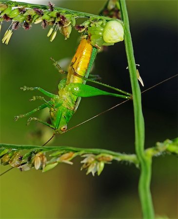 crab spider eating a grasshopper Stock Photo - Budget Royalty-Free & Subscription, Code: 400-04604963