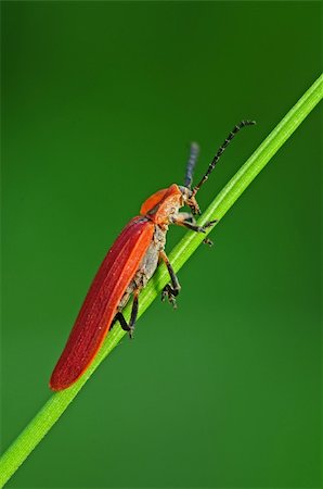 red insect in the parks Stock Photo - Budget Royalty-Free & Subscription, Code: 400-04604970