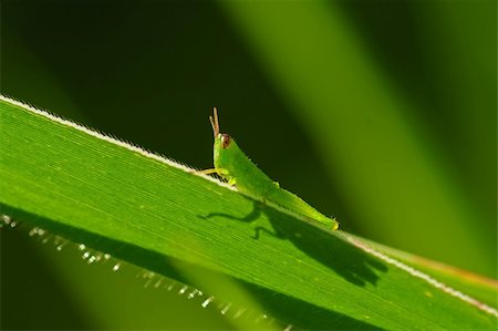 green grasshopper in the parks Stock Photo - Budget Royalty-Free & Subscription, Code: 400-04604971