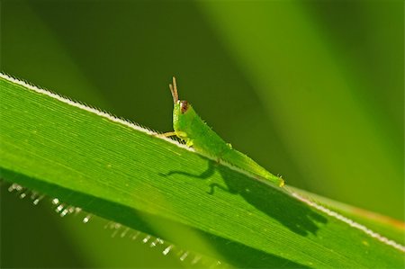 green grasshopper in the parks Stock Photo - Budget Royalty-Free & Subscription, Code: 400-04604972