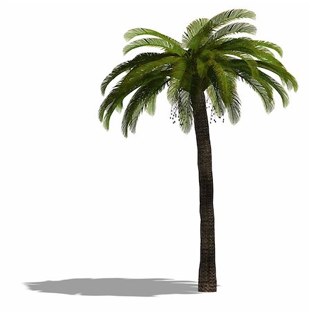3D Render of a palm tree with shadow and clipping path over white Stock Photo - Budget Royalty-Free & Subscription, Code: 400-04605030