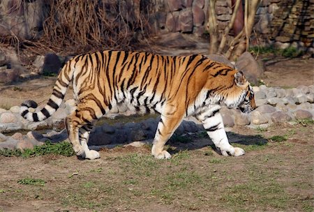 Tiger in Moscow zoo Stock Photo - Budget Royalty-Free & Subscription, Code: 400-04605078