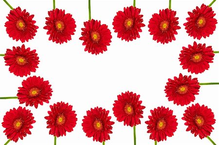 simsearch:400-04031781,k - Beautiful brightly red flowers on a white background Stock Photo - Budget Royalty-Free & Subscription, Code: 400-04605162