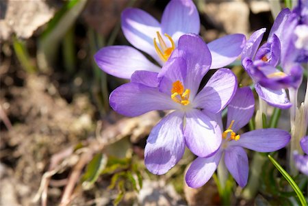 simsearch:400-04067084,k - Crocuses in early spring Stock Photo - Budget Royalty-Free & Subscription, Code: 400-04605309