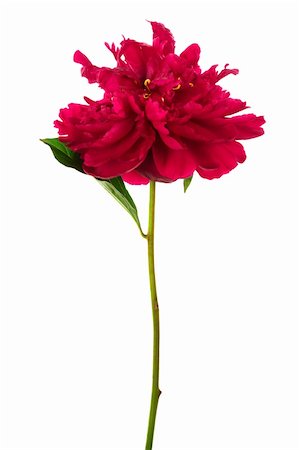 simsearch:400-04031781,k - Beautiful brightly red flower on a white background Stock Photo - Budget Royalty-Free & Subscription, Code: 400-04605358