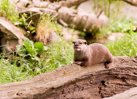 simsearch:400-04605372,k - A beautiful Asian Otter in it's natural environment. Foto de stock - Super Valor sin royalties y Suscripción, Código: 400-04605372