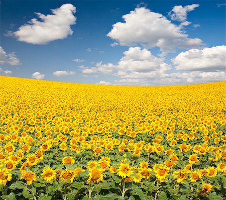 simsearch:400-04742969,k - Bright yellow sunflower field with deep blue sky and fluffy clouds. Stockbilder - Microstock & Abonnement, Bildnummer: 400-04605387