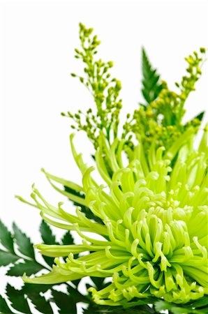 Close up of floral arrangement with green chrysanthemums Foto de stock - Super Valor sin royalties y Suscripción, Código: 400-04605488