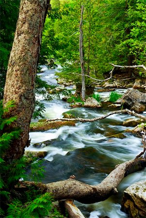simsearch:400-04452321,k - Water rushing by trees in river rapids in Ontario Canada Fotografie stock - Microstock e Abbonamento, Codice: 400-04605516