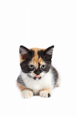 simsearch:400-04998810,k - A kitten sits on a white background. Shallow DOF Foto de stock - Super Valor sin royalties y Suscripción, Código: 400-04605842