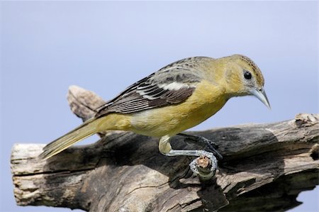 simsearch:400-04553192,k - Baltimore Oriole (Icterus galbula) on a tree stump with a blue sky background Foto de stock - Super Valor sin royalties y Suscripción, Código: 400-04606081