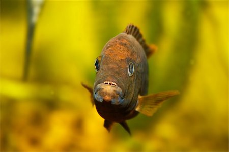 simsearch:400-07430410,k - Fish in aquarium Stock Photo - Budget Royalty-Free & Subscription, Code: 400-04606090