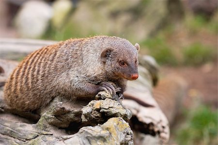 simsearch:400-05233768,k - Banded Mongoose (Mungos mungo) Stock Photo - Budget Royalty-Free & Subscription, Code: 400-04606447