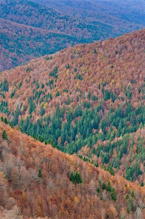 simsearch:400-04276166,k - The autumn colors in the national park Foto de stock - Royalty-Free Super Valor e Assinatura, Número: 400-04606576