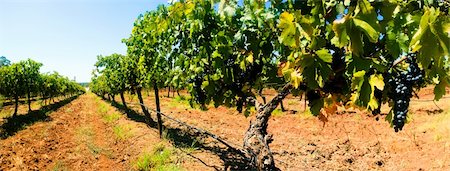 shiraz - A panorama of a vinyard with ripe purple grape on the vines ready for harvest Photographie de stock - Aubaine LD & Abonnement, Code: 400-04606815