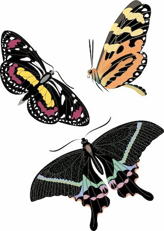 realistic colorful butterfly set Photographie de stock - Aubaine LD & Abonnement, Code: 400-04607019