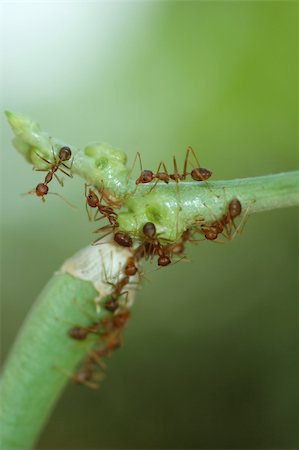 simsearch:400-03984889,k - Macro of Formicidae ants with low depth of field Foto de stock - Super Valor sin royalties y Suscripción, Código: 400-04607133