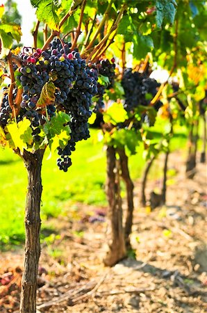 simsearch:400-04654701,k - Purple grapes growing on vine in bright sunshine Photographie de stock - Aubaine LD & Abonnement, Code: 400-04607259