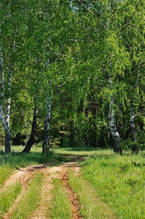 Road to a summer birchwood in a sunny day Stock Photo - Budget Royalty-Free & Subscription, Code: 400-04607296
