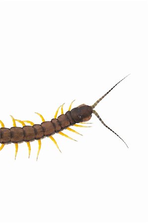 simsearch:400-04694227,k - An isolated to white image of a Centipede Foto de stock - Royalty-Free Super Valor e Assinatura, Número: 400-04607390