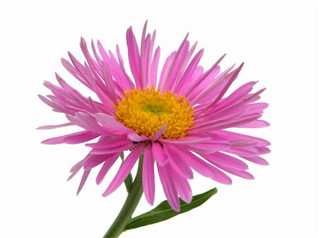 simsearch:700-00160358,k - purple camomille flower isolated on white Fotografie stock - Microstock e Abbonamento, Codice: 400-04607589