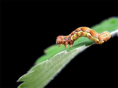 simsearch:400-07674888,k - caterpillar on a leaf isolated on black Fotografie stock - Microstock e Abbonamento, Codice: 400-04607590