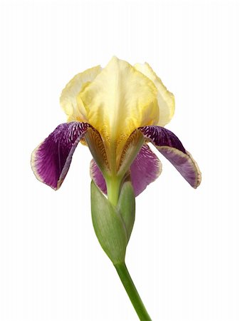 simsearch:400-08333816,k - iris flower macro isolated on white Photographie de stock - Aubaine LD & Abonnement, Code: 400-04607593