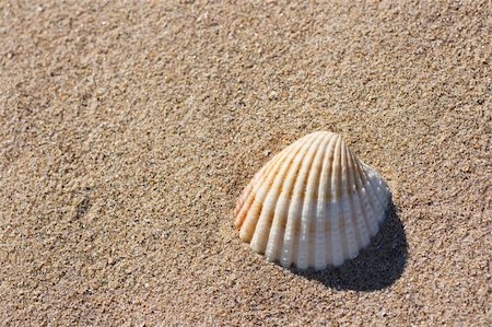 summer beach sea backgrounds - A seashell on beach sand Stock Photo - Budget Royalty-Free & Subscription, Code: 400-04607645