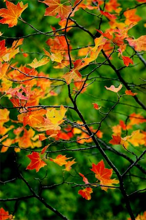 simsearch:400-04221461,k - Beautiful colored fall leaves - Great Autumn background Stock Photo - Budget Royalty-Free & Subscription, Code: 400-04607646