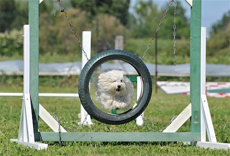 simsearch:400-05887877,k - purebred maltese dog in a competition of agility Photographie de stock - Aubaine LD & Abonnement, Code: 400-04607757