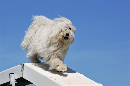 simsearch:400-06881275,k - purebred maltese dog in a competition of agility Photographie de stock - Aubaine LD & Abonnement, Code: 400-04607758