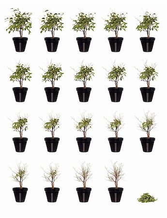 row of seeds - 20 pictures of a potted plant in progress Stock Photo - Budget Royalty-Free & Subscription, Code: 400-04607912