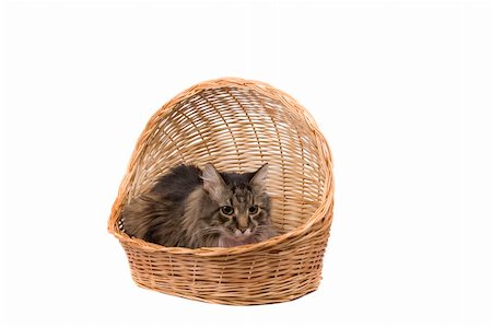 The cat is sitting in wicker basket. Isolated on a white background. Foto de stock - Super Valor sin royalties y Suscripción, Código: 400-04608144