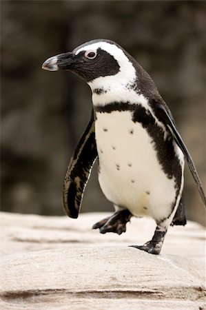 Close-up of African Penguin - Spheniscus demersus Foto de stock - Super Valor sin royalties y Suscripción, Código: 400-04608176