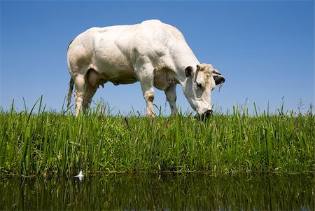 simsearch:400-07676838,k - Dutch cow in the meadow Stock Photo - Budget Royalty-Free & Subscription, Code: 400-04608180