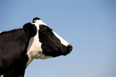 simsearch:400-07052763,k - Dutch cow in the meadow Foto de stock - Super Valor sin royalties y Suscripción, Código: 400-04608181