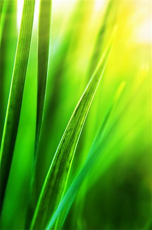 simsearch:400-07984864,k - nice sunny grass, abstract background Stockbilder - Microstock & Abonnement, Bildnummer: 400-04608207