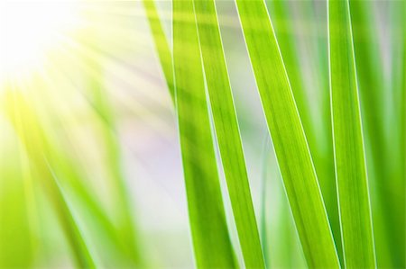 simsearch:400-07984864,k - nice sunny grass, abstract background Stockbilder - Microstock & Abonnement, Bildnummer: 400-04608209