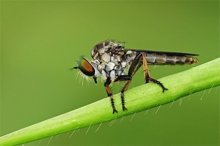 robber fly in the parks Stock Photo - Budget Royalty-Free & Subscription, Code: 400-04608232